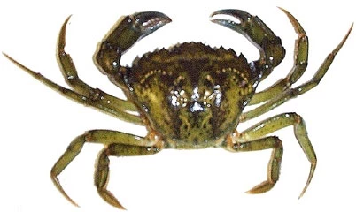 Crabe vert