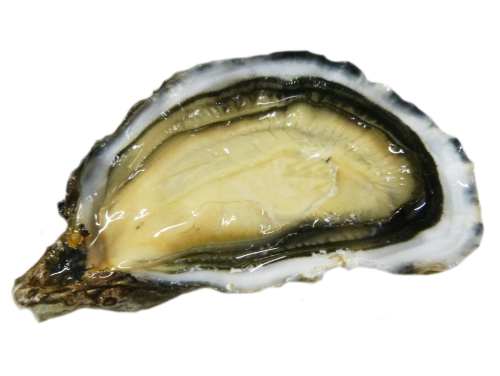Oyster Premium Le Gall