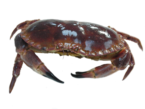 crustace-crabe-tourteau-le-gall